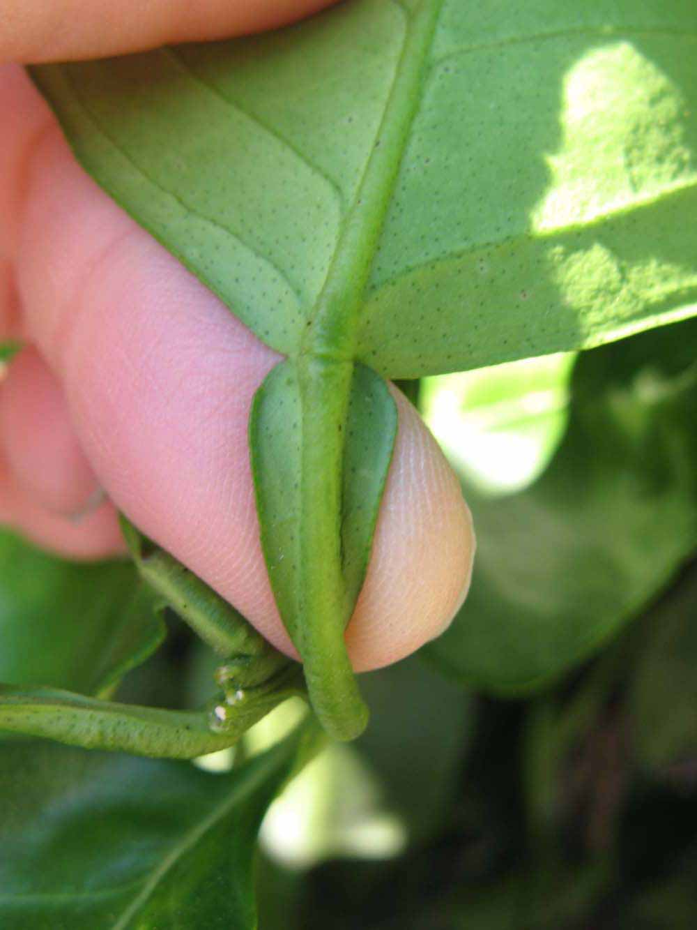              Petiole (Winter Haven, FL)       